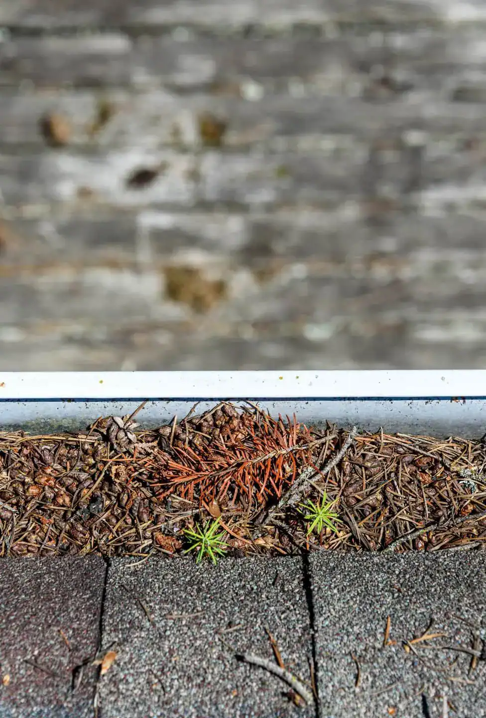 Gutter clogged with leaves and debris