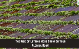 Moss growing on roof shingles in Florida, risking damage and leaks.